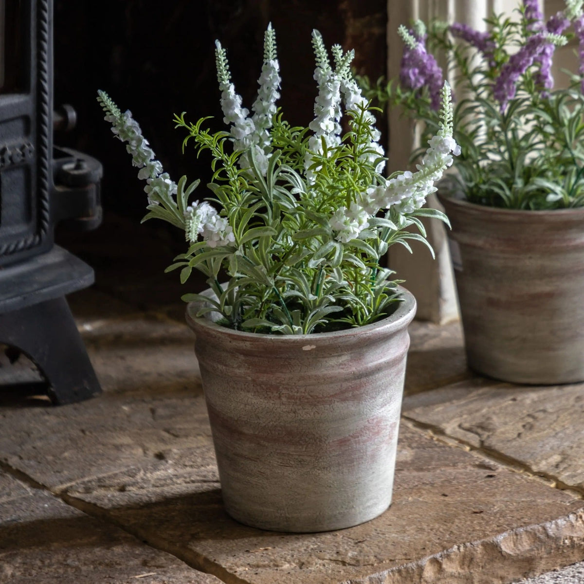 Potted Rustic White Lavender