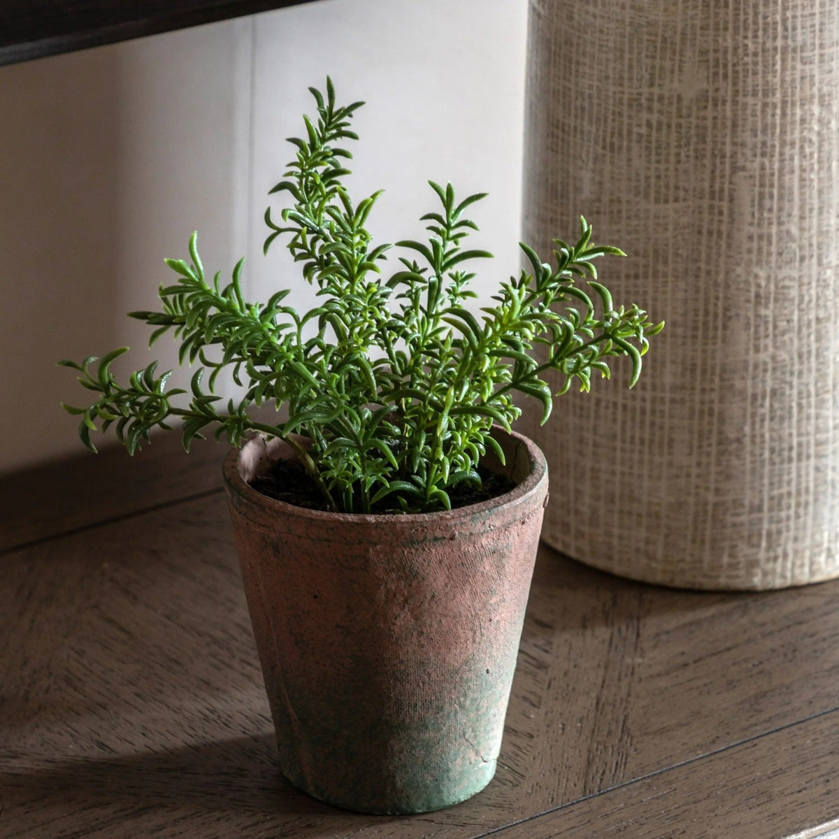 Potted Rosemary in Terracotta