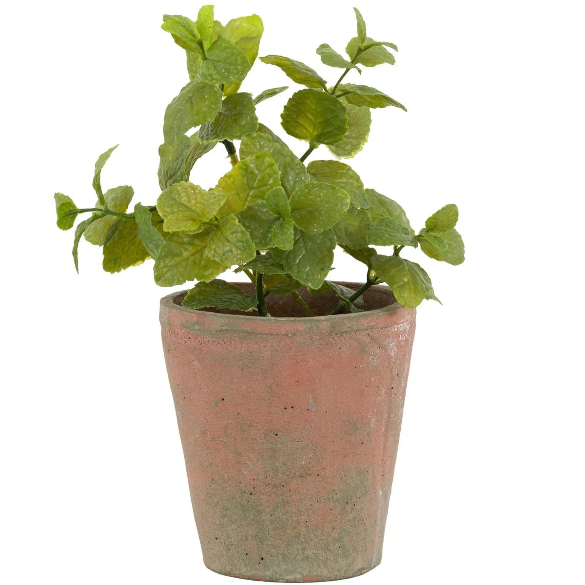 Potted Mint in Terracotta