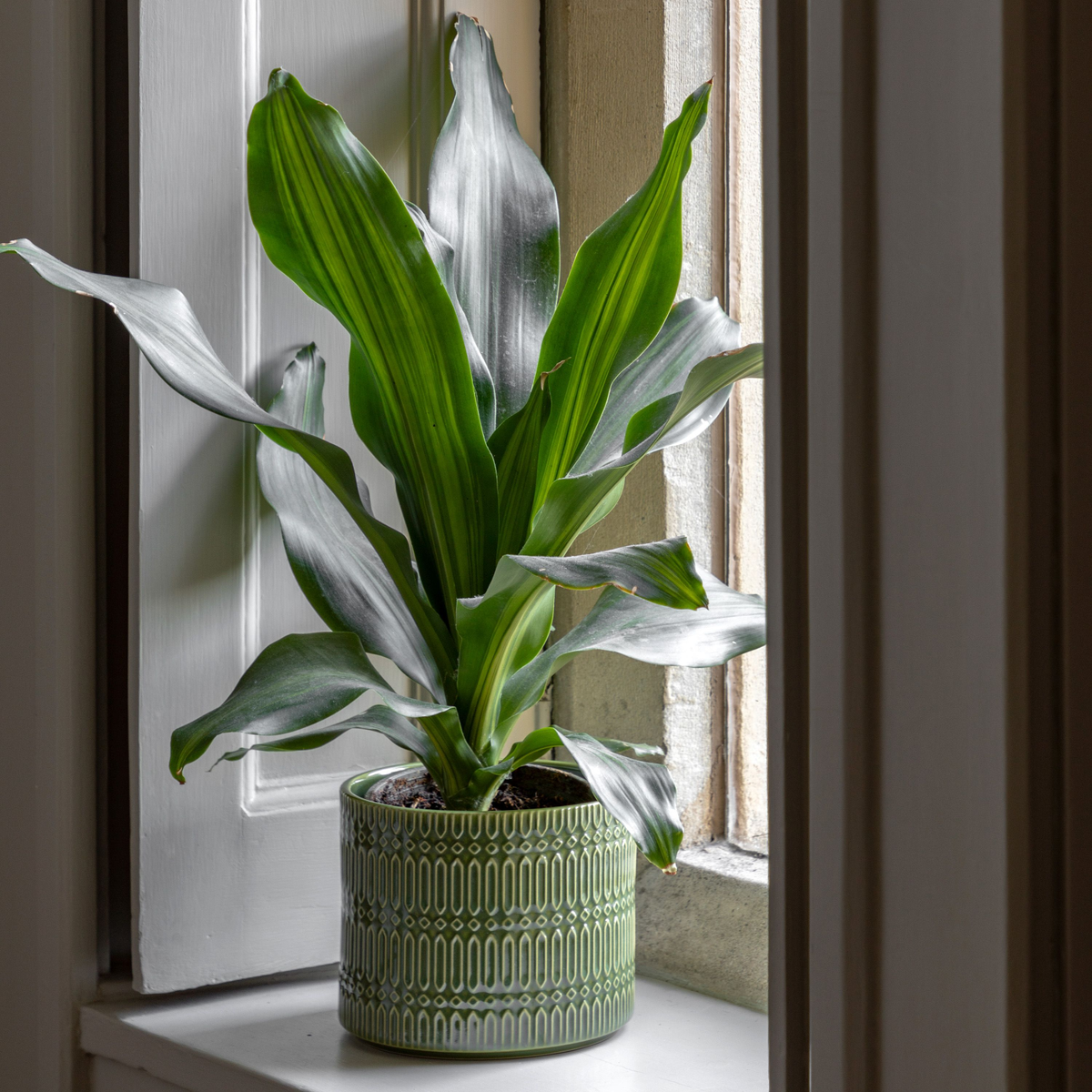 Selva Embossed Planter in Olive