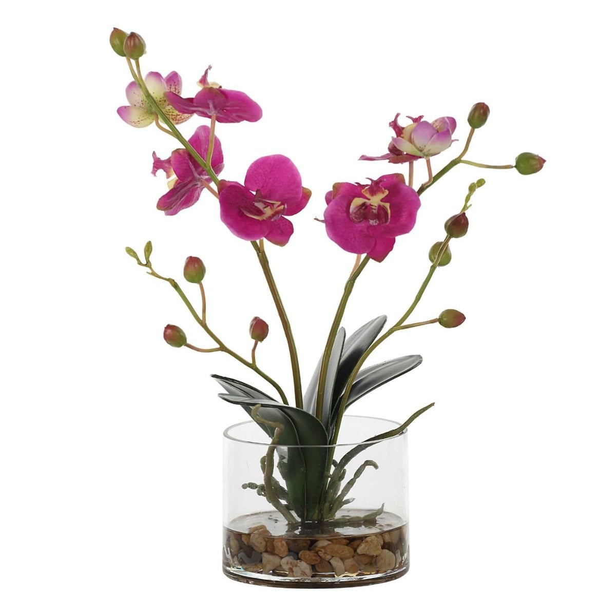Glory Fuchsia Orchid