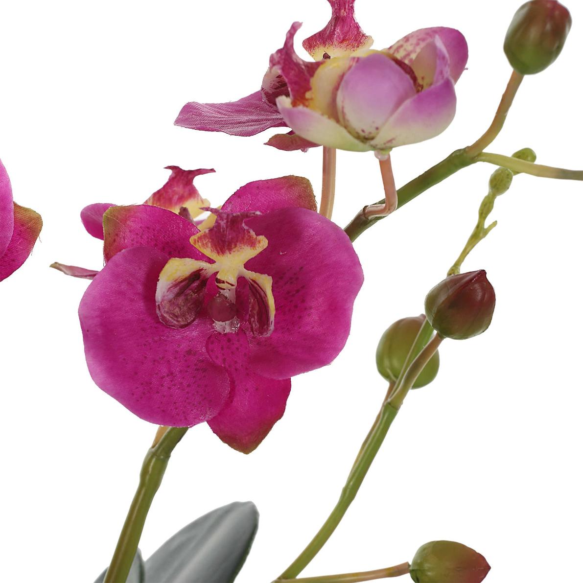 Glory Fuchsia Orchid