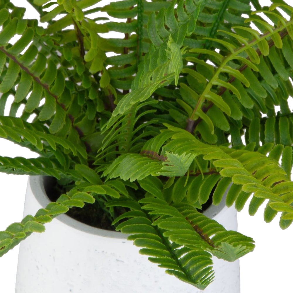 Boston Fern Accent