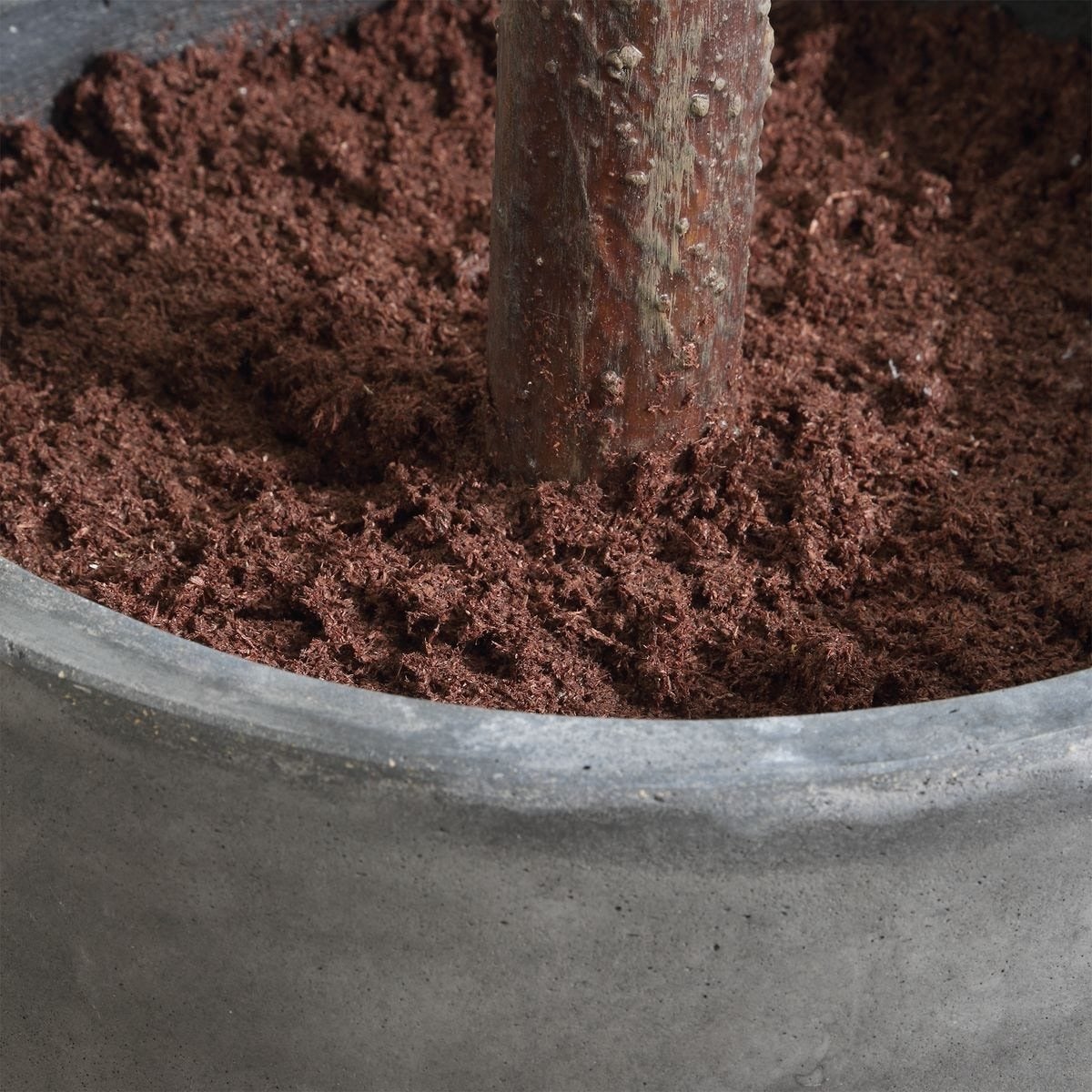 Eden Potted Fig Tree
