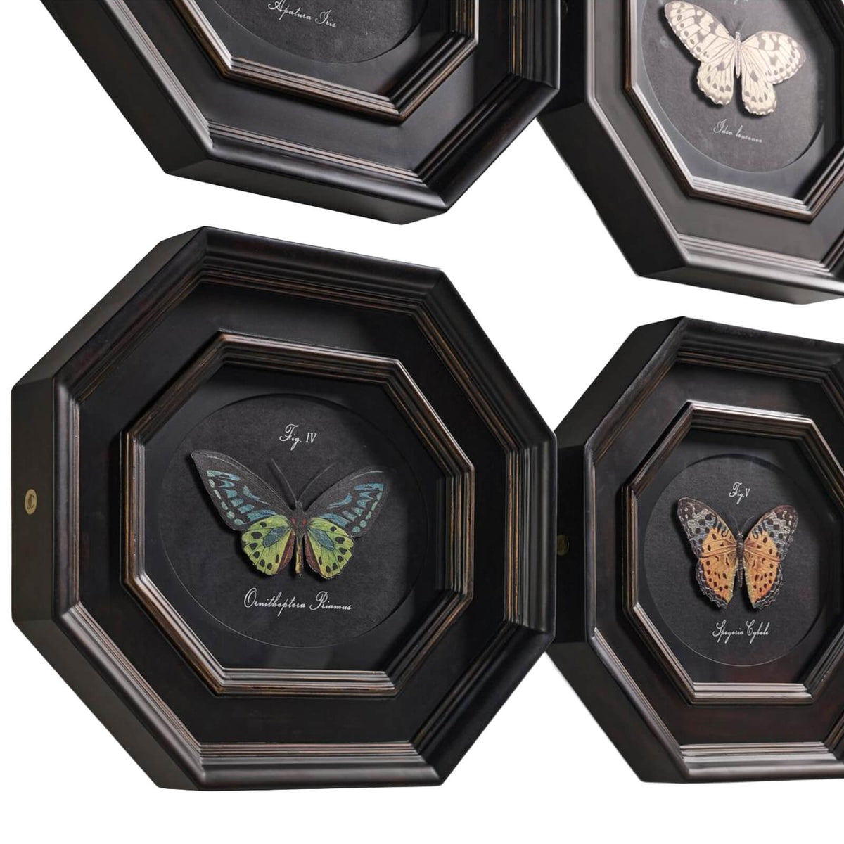 Wings of Discovery Framed Prints – Set of 6