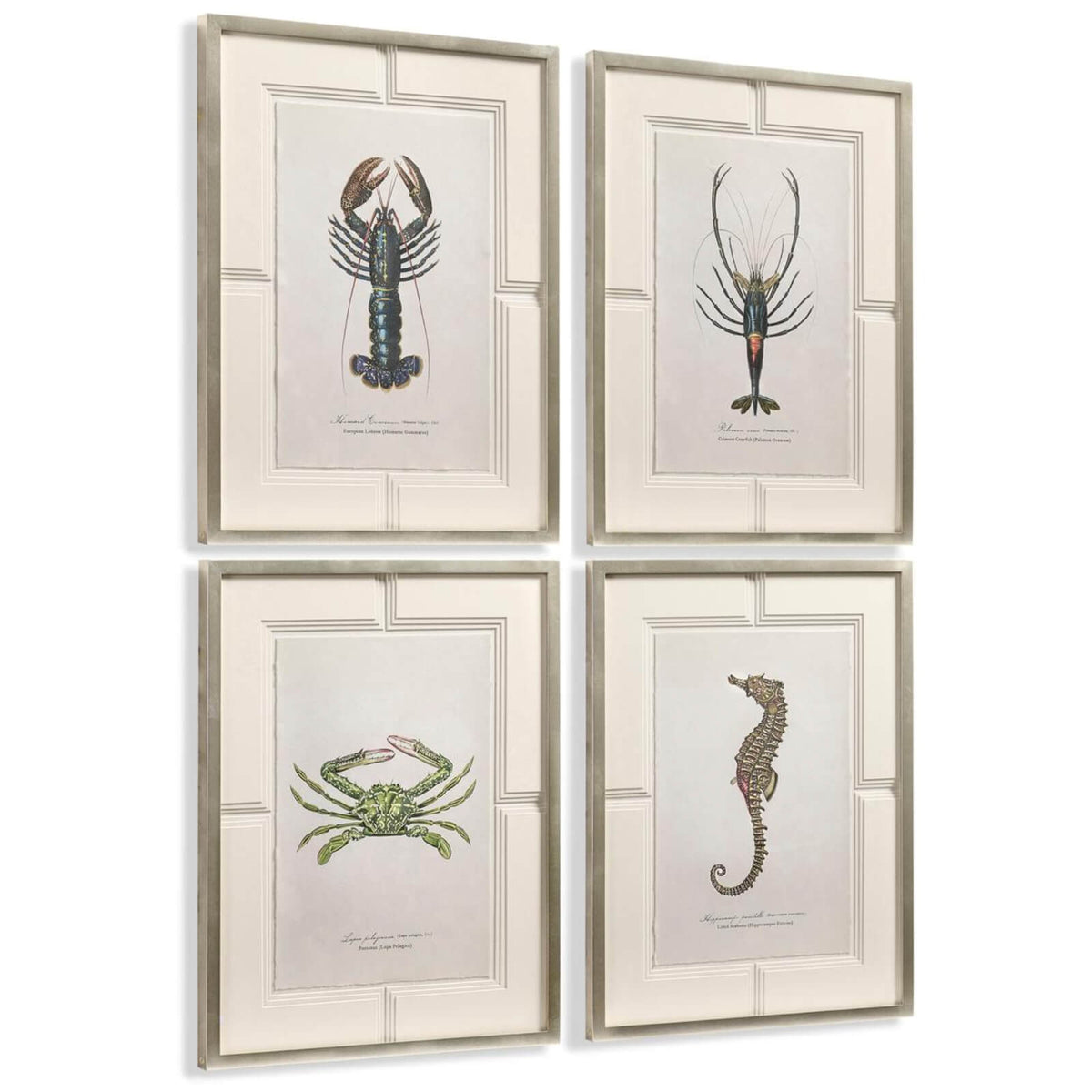 Vintage Marine Animals Framed Prints - Set of 4