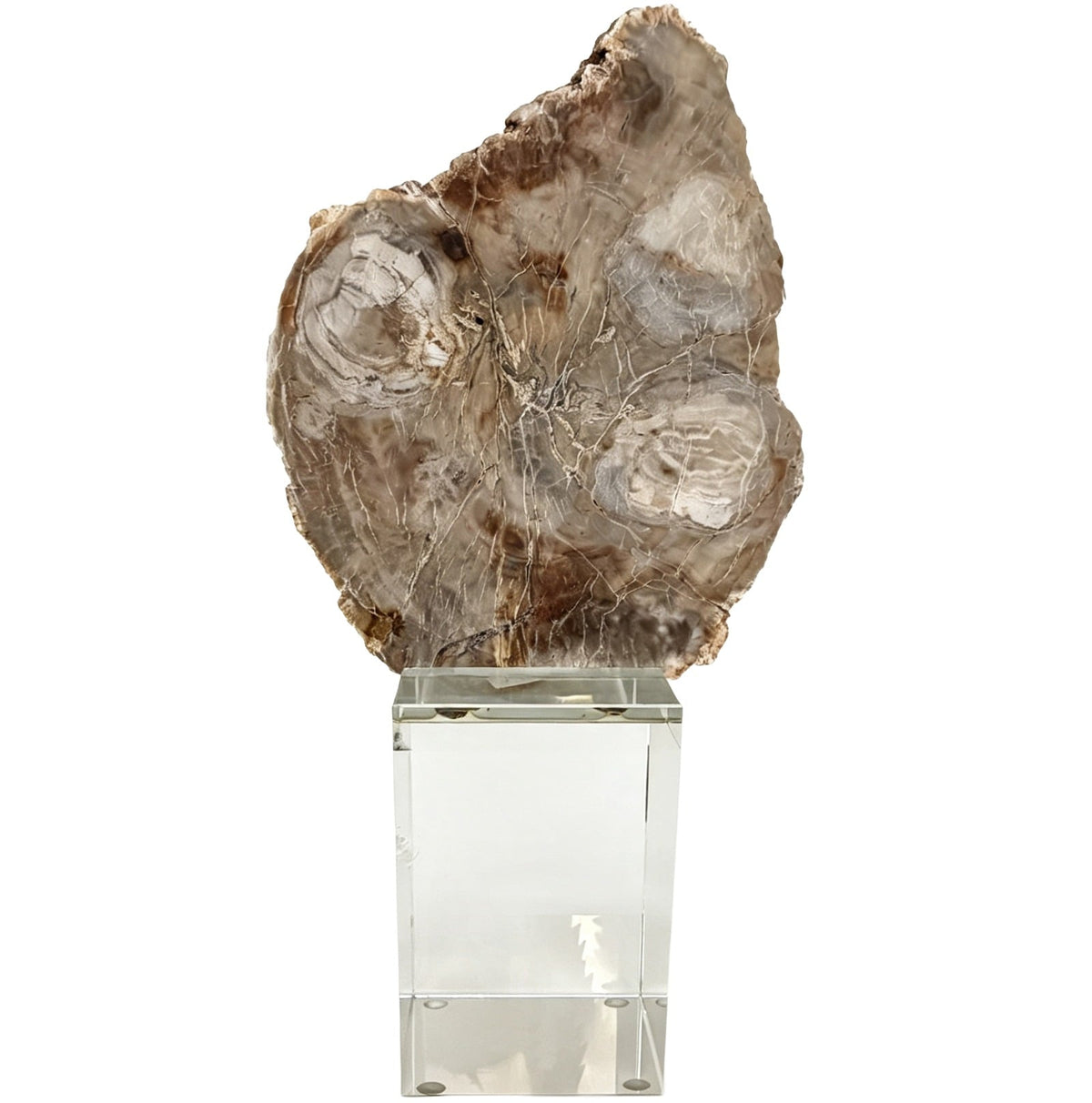 Bram Petrified Wood Sculpture - Medium