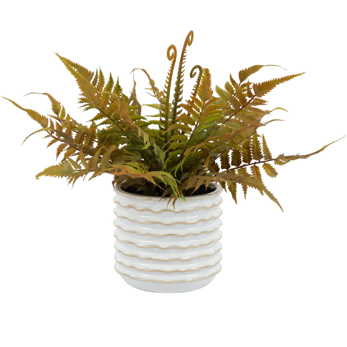 Faded Fern in Ceramic White Pot