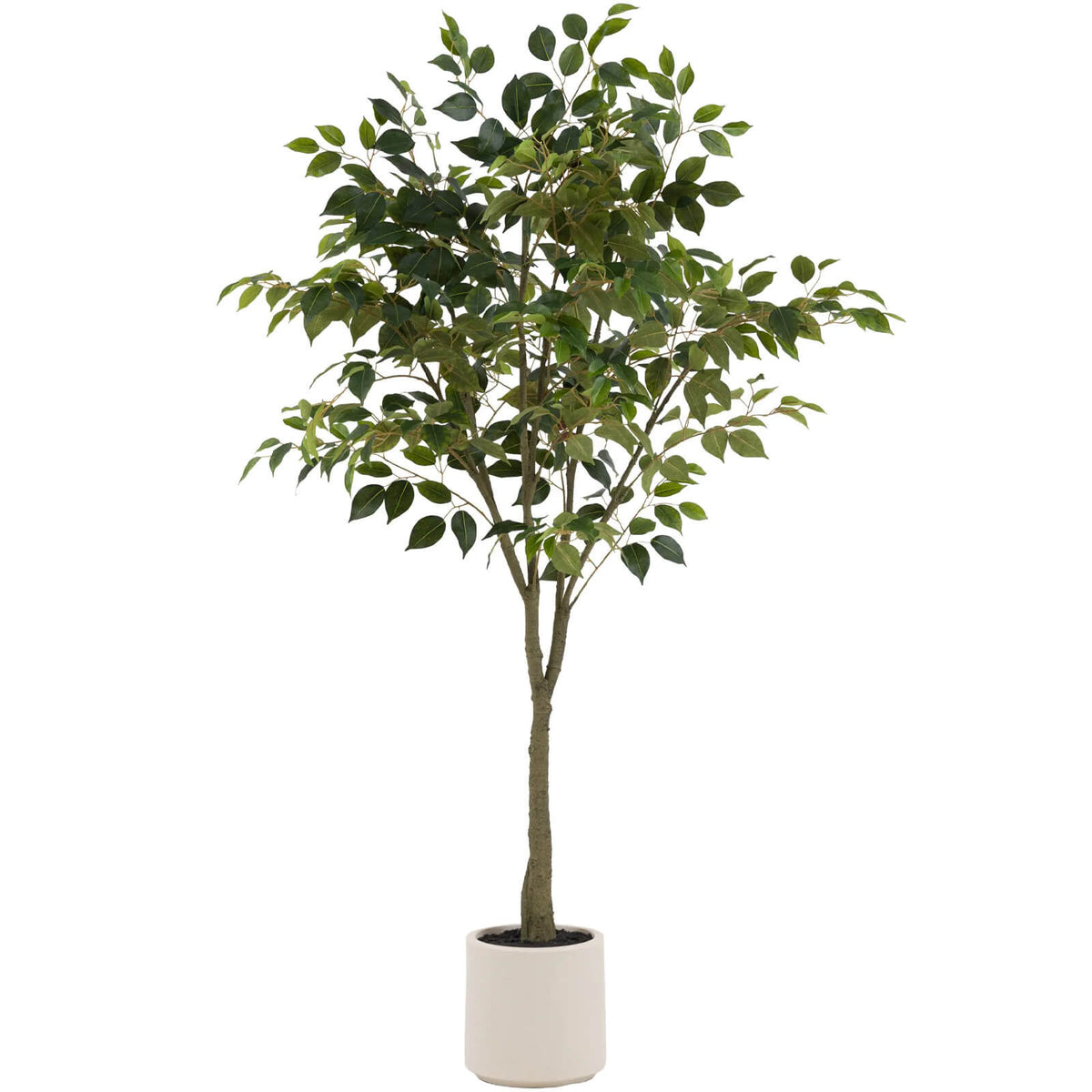 Ficus Tree