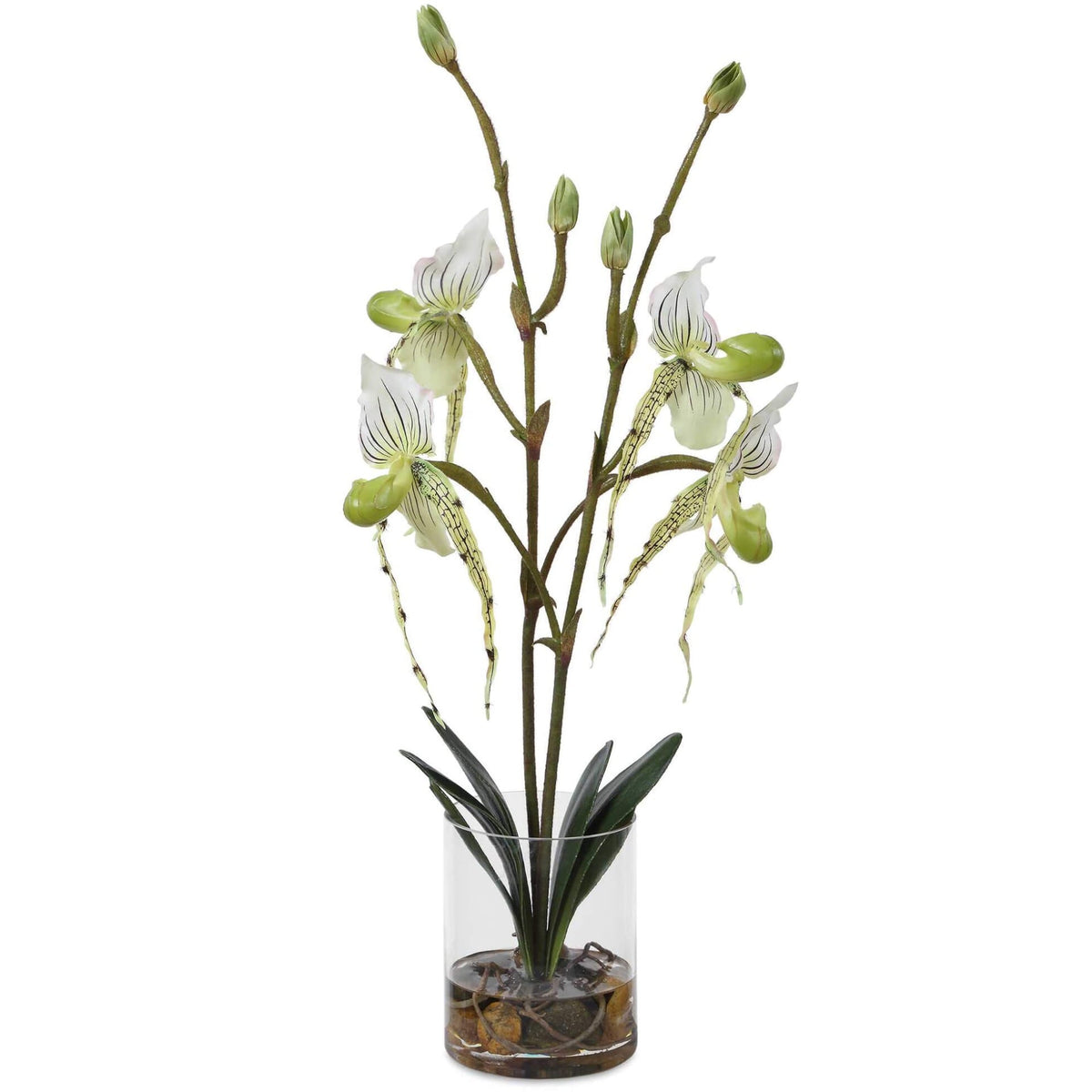 Lady Slipper Orchid In Glass Vase