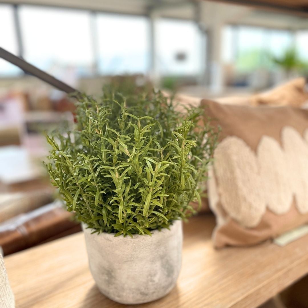 Rosemary Bush Ball in Grey Cement Pot