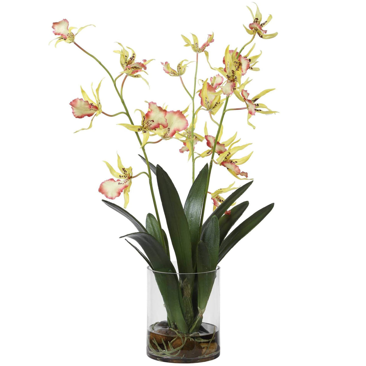 Spider Orchid In Glass Vase