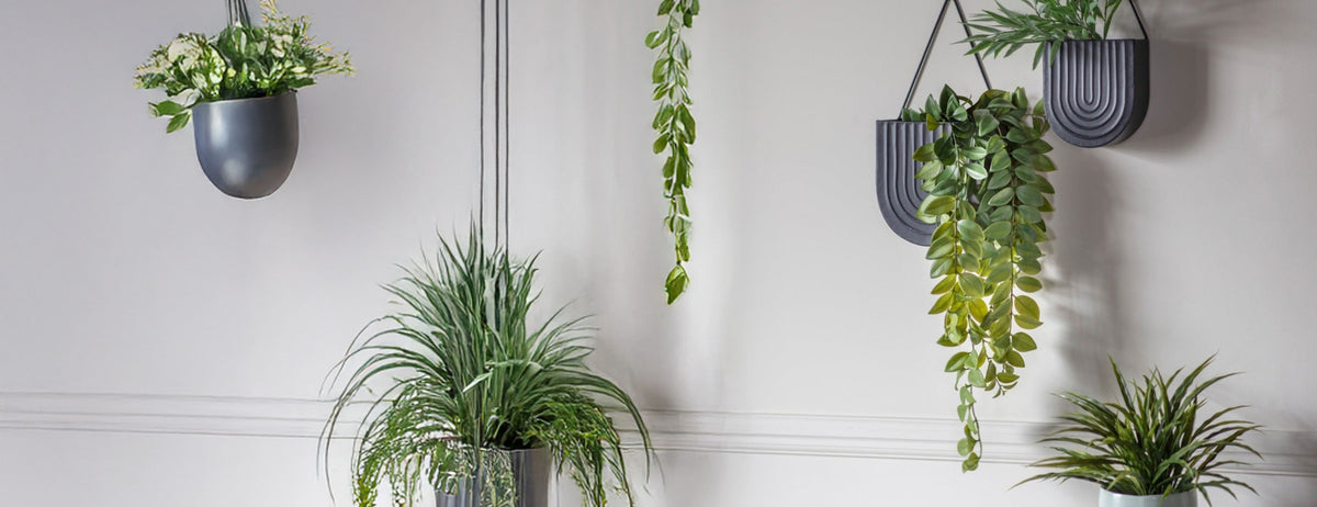 Trailing & Hanging Plants