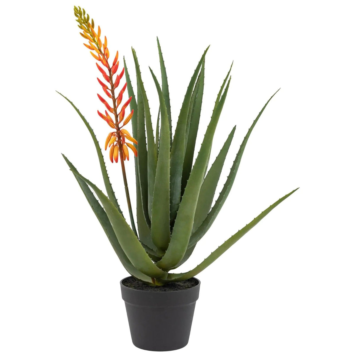 Aloe Potted Plant with Orange Flower