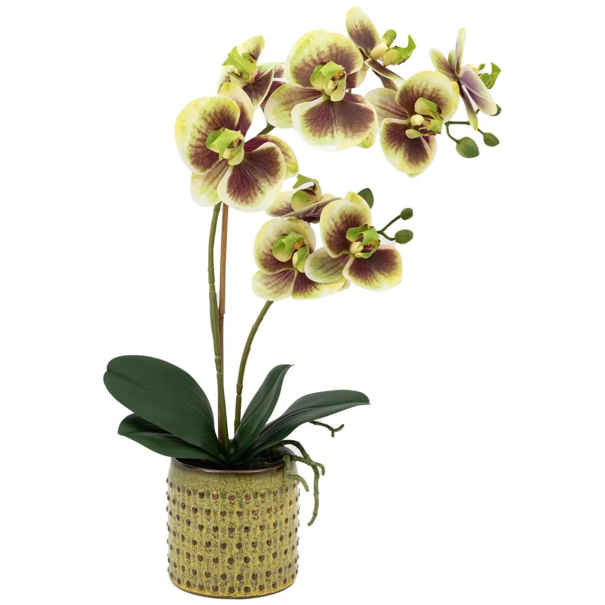 Orchid in Moss Ceramic Dot Pot - Small