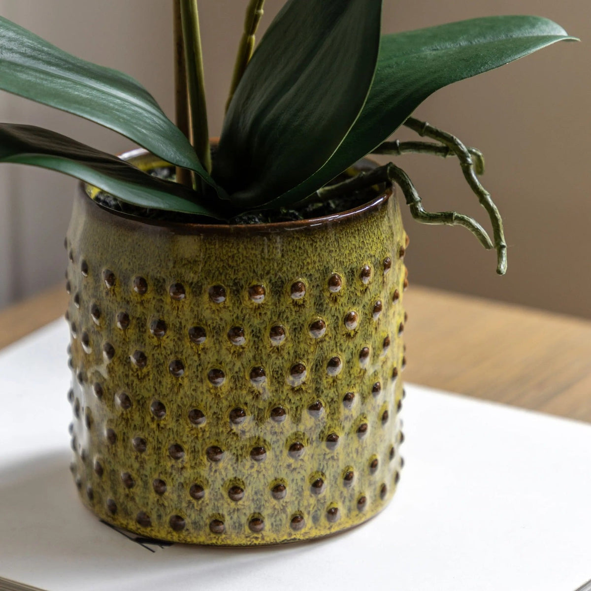 Orchid in Moss Ceramic Dot Pot - Small