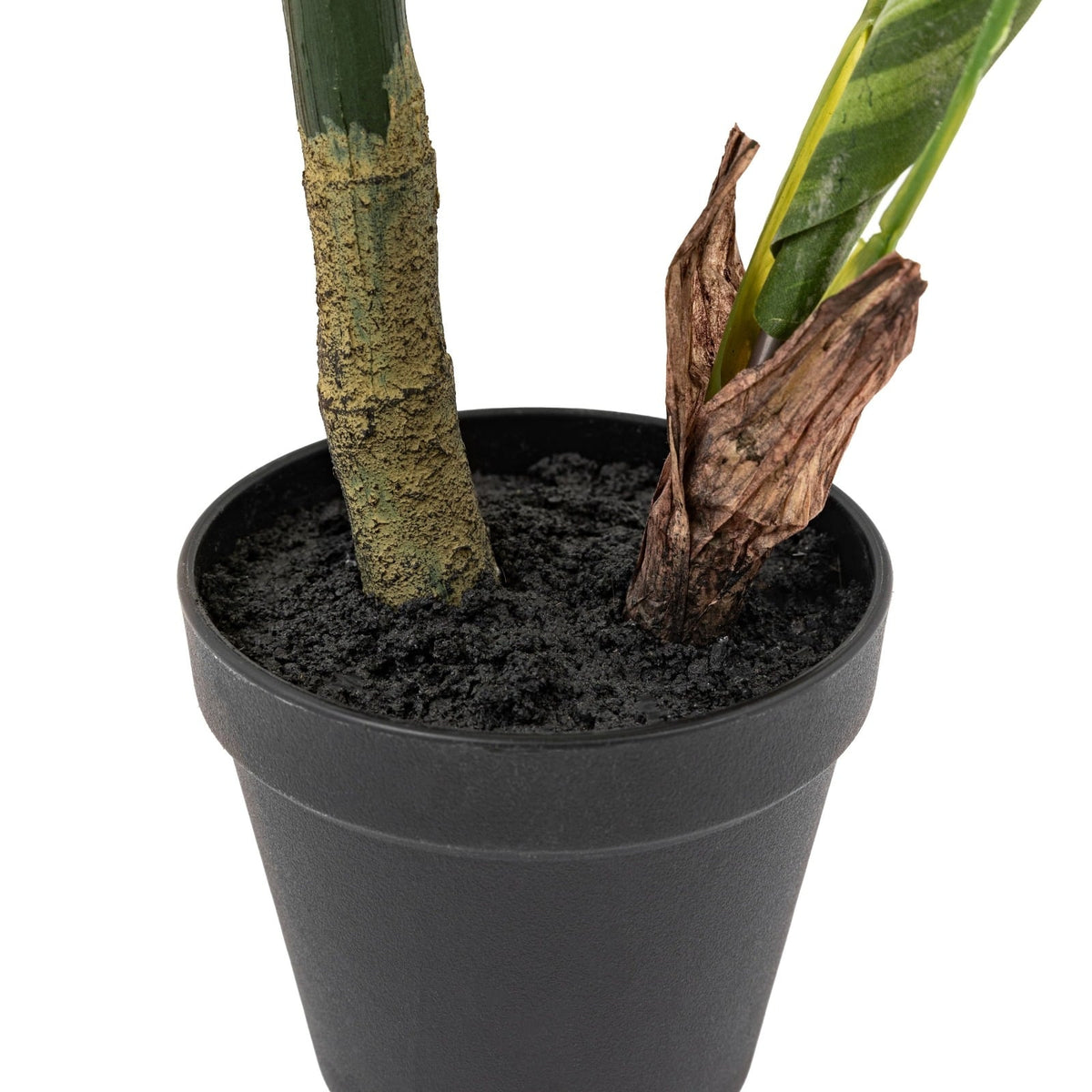 Potted Calathea Leaf Tree 2ft