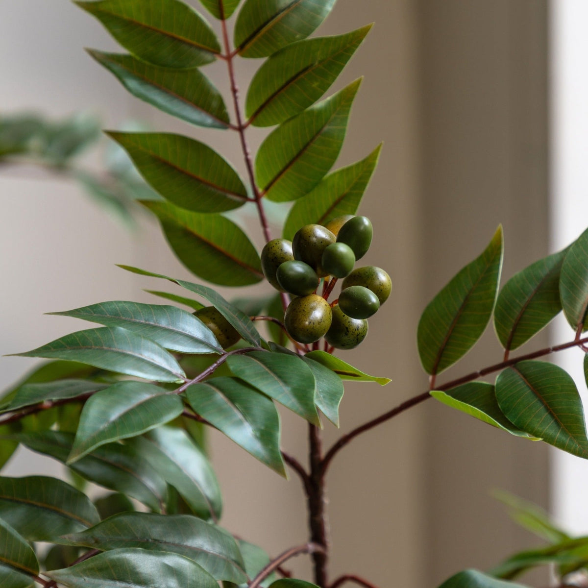 Potted Chinese White Olive Tree 3ft