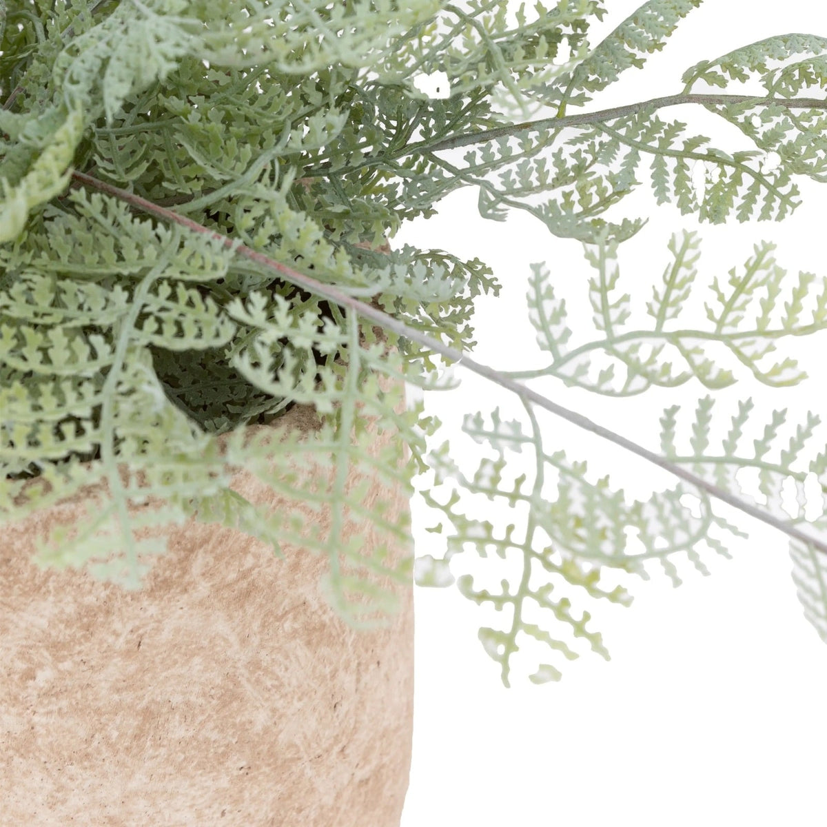 Potted Fern