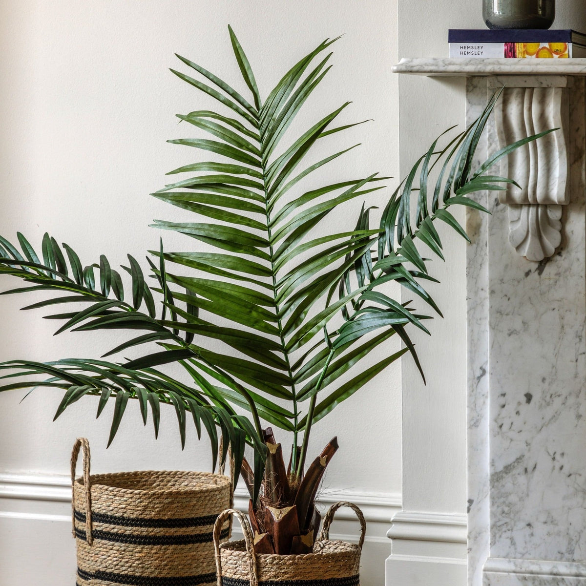 Potted King Kentia Palm Tree 4ft