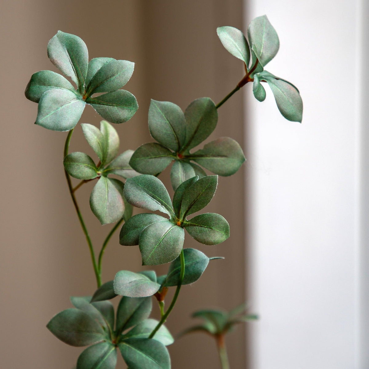 Potted Rhodoleia 5ft Tree