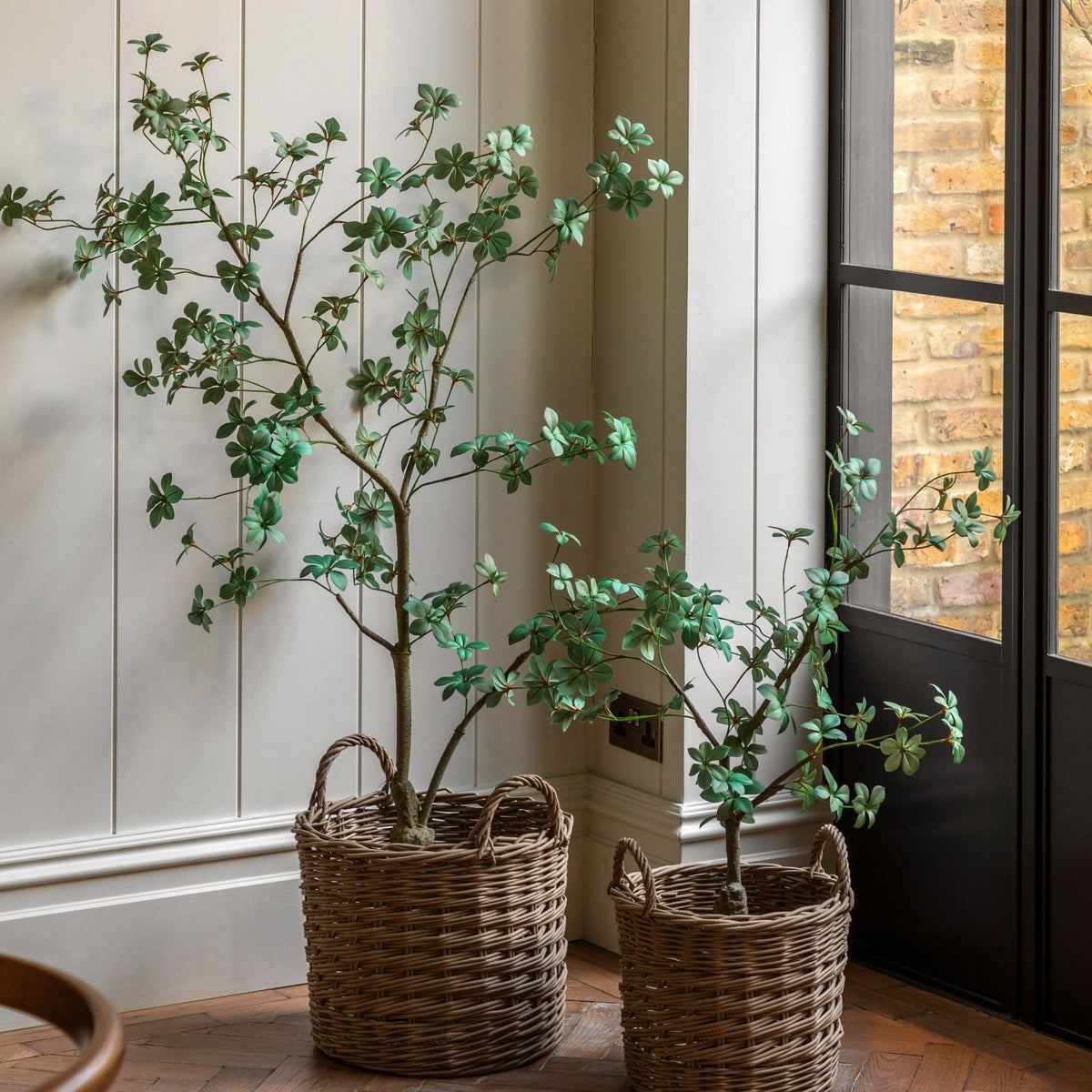 Potted Rhodoleia 5ft Tree