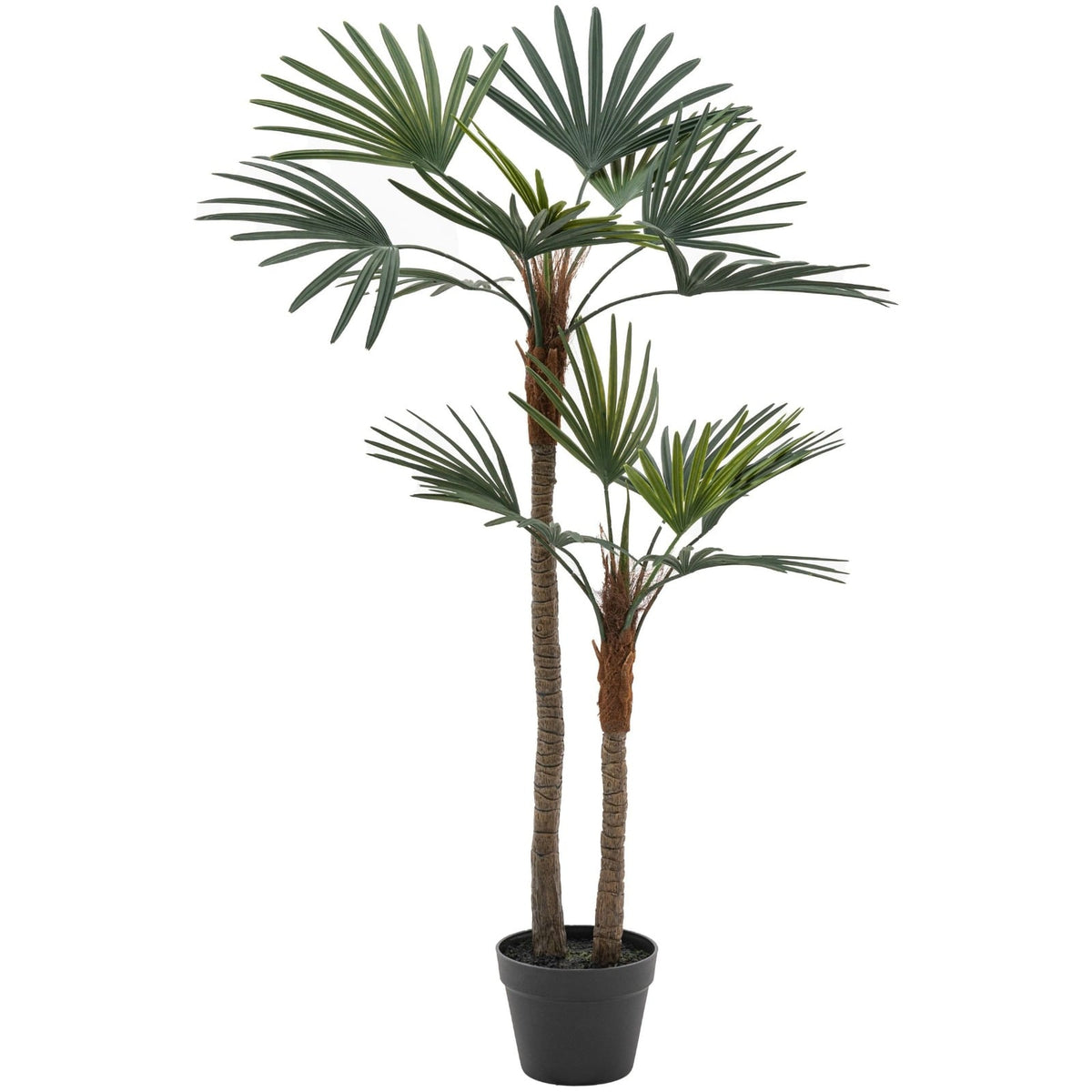 Potted Statement Palm Small