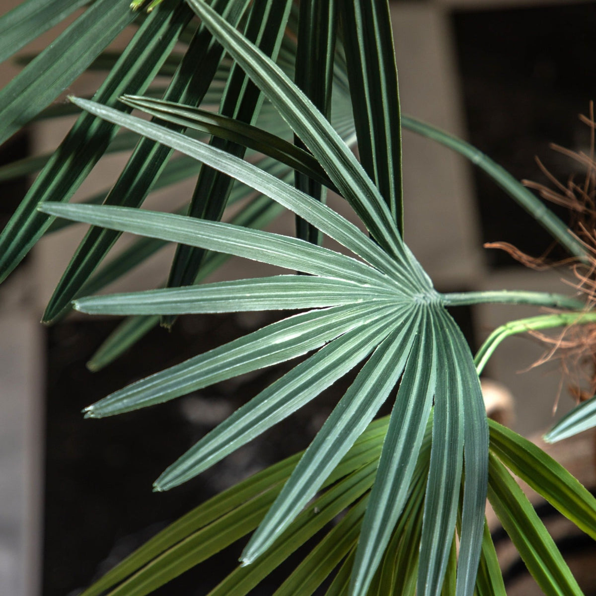 Potted Statement Palm Small
