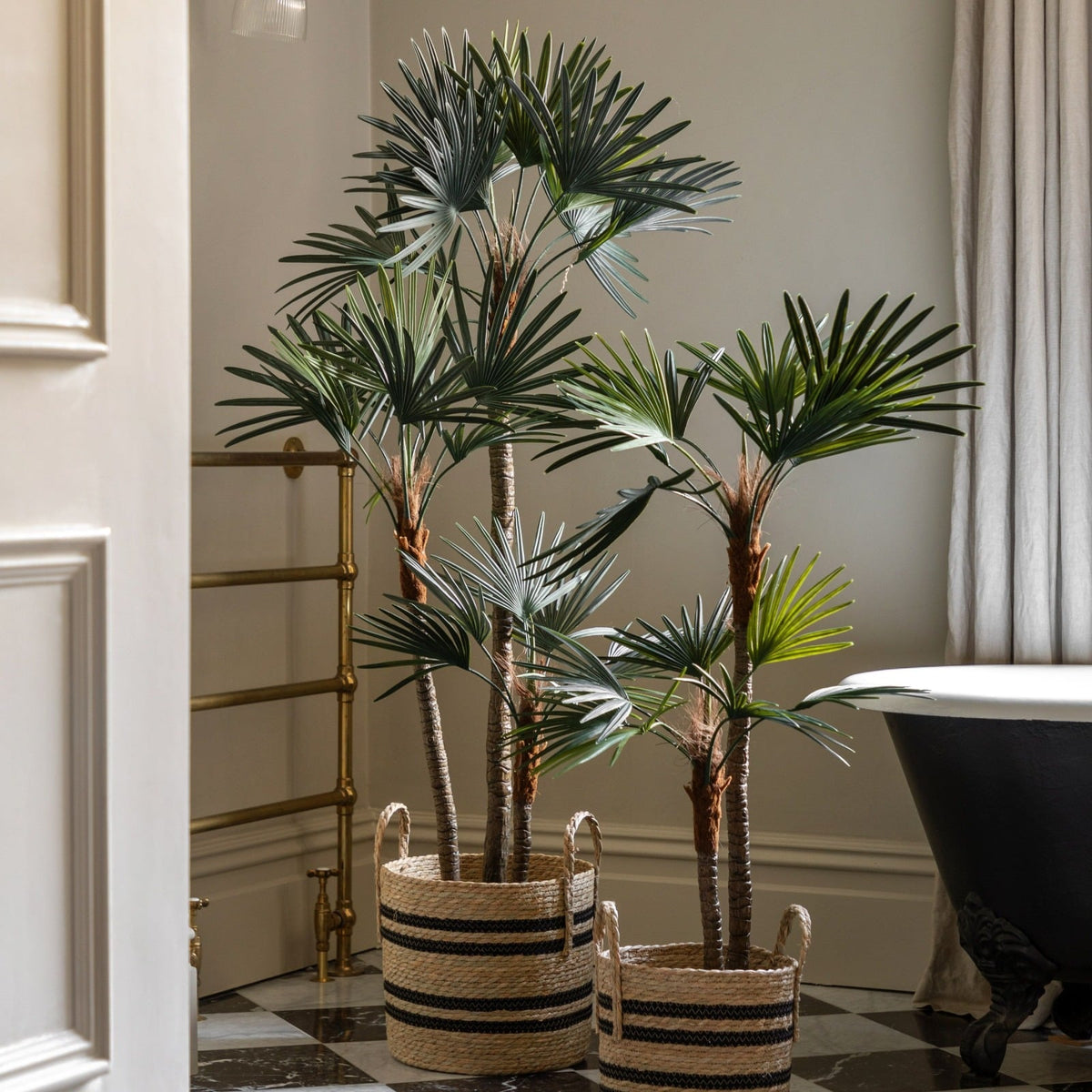 Potted Statement Palm Small
