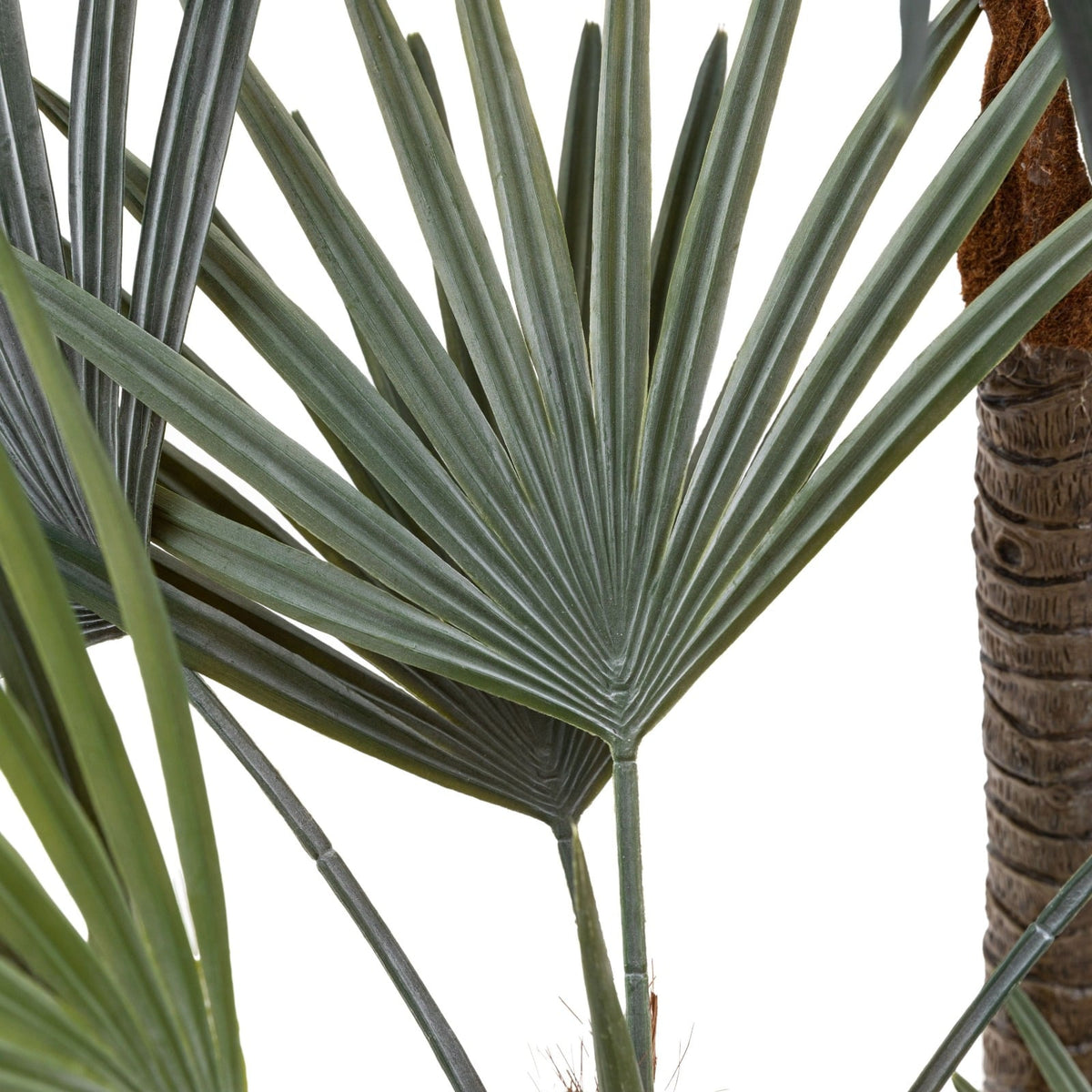 Potted Statement Palm Large