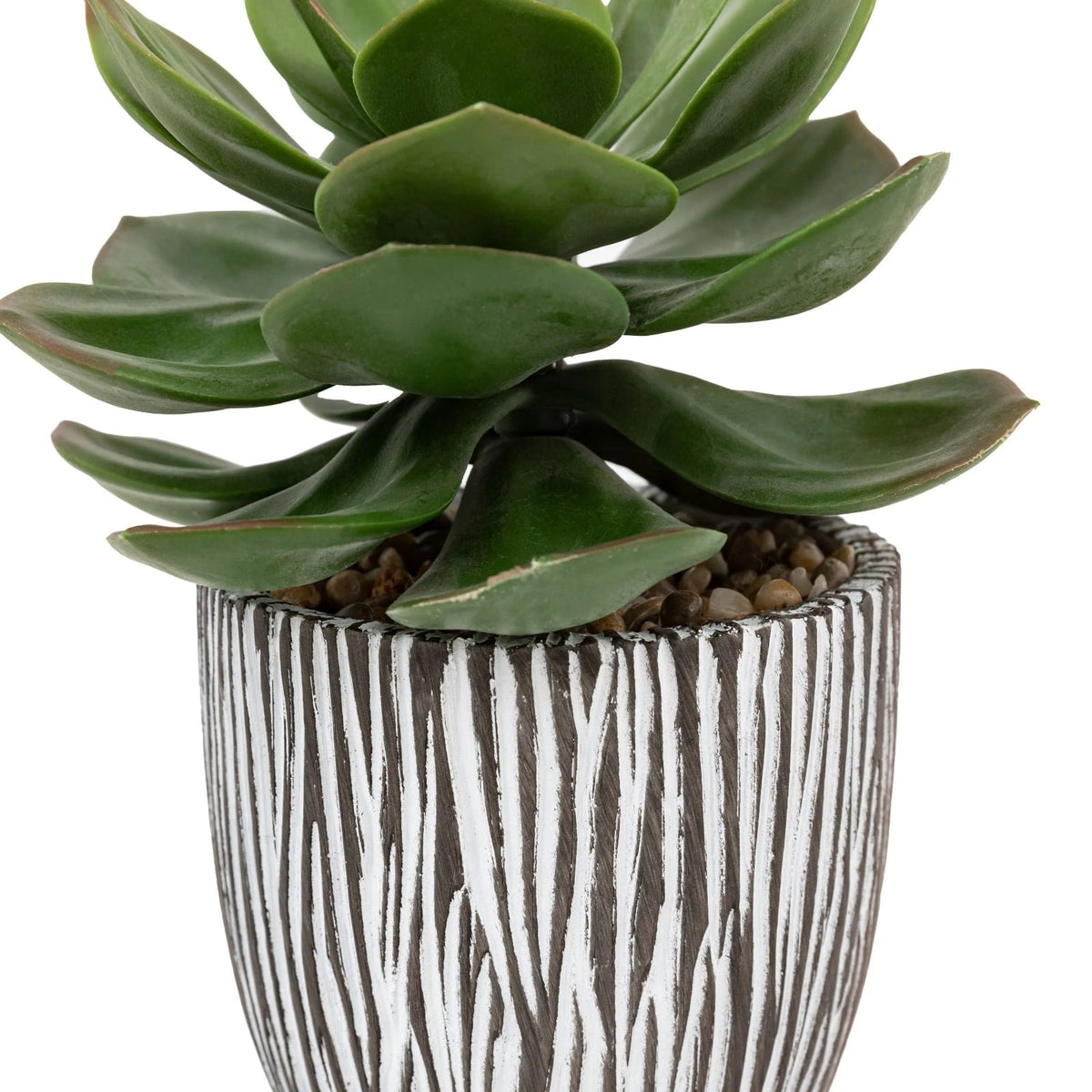 Potted Succulent in Ribbed Black Ceramic Pot