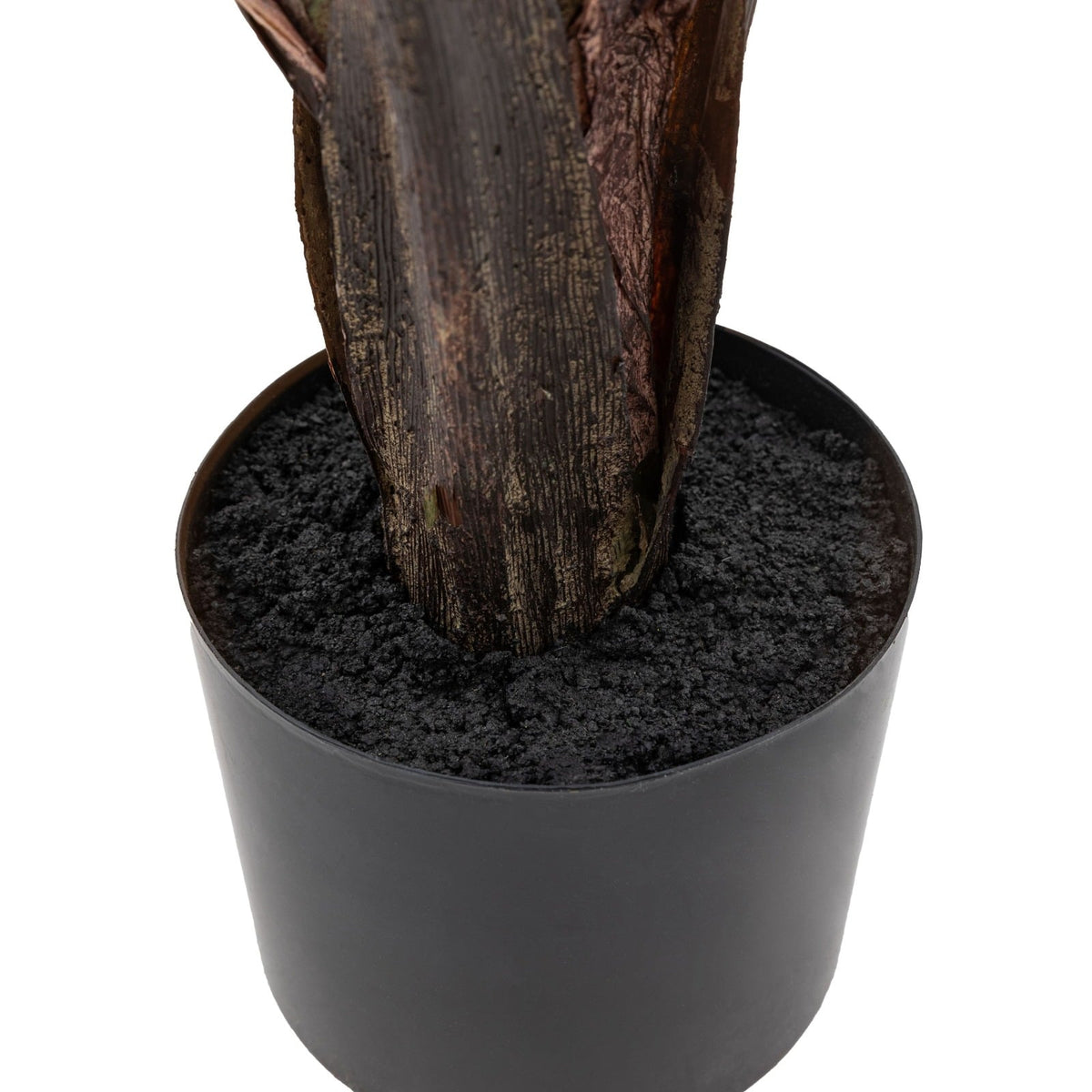 Potted Travellers Palm Tree 5ft