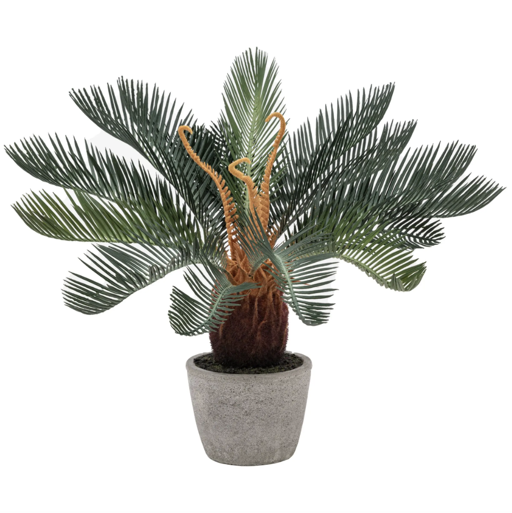 Wide Palm in Concrete Pot
