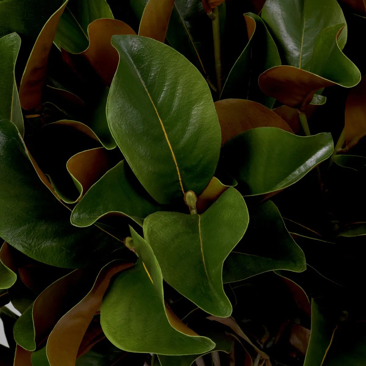 Bundle of Magnolia Leaves 24 Pieces