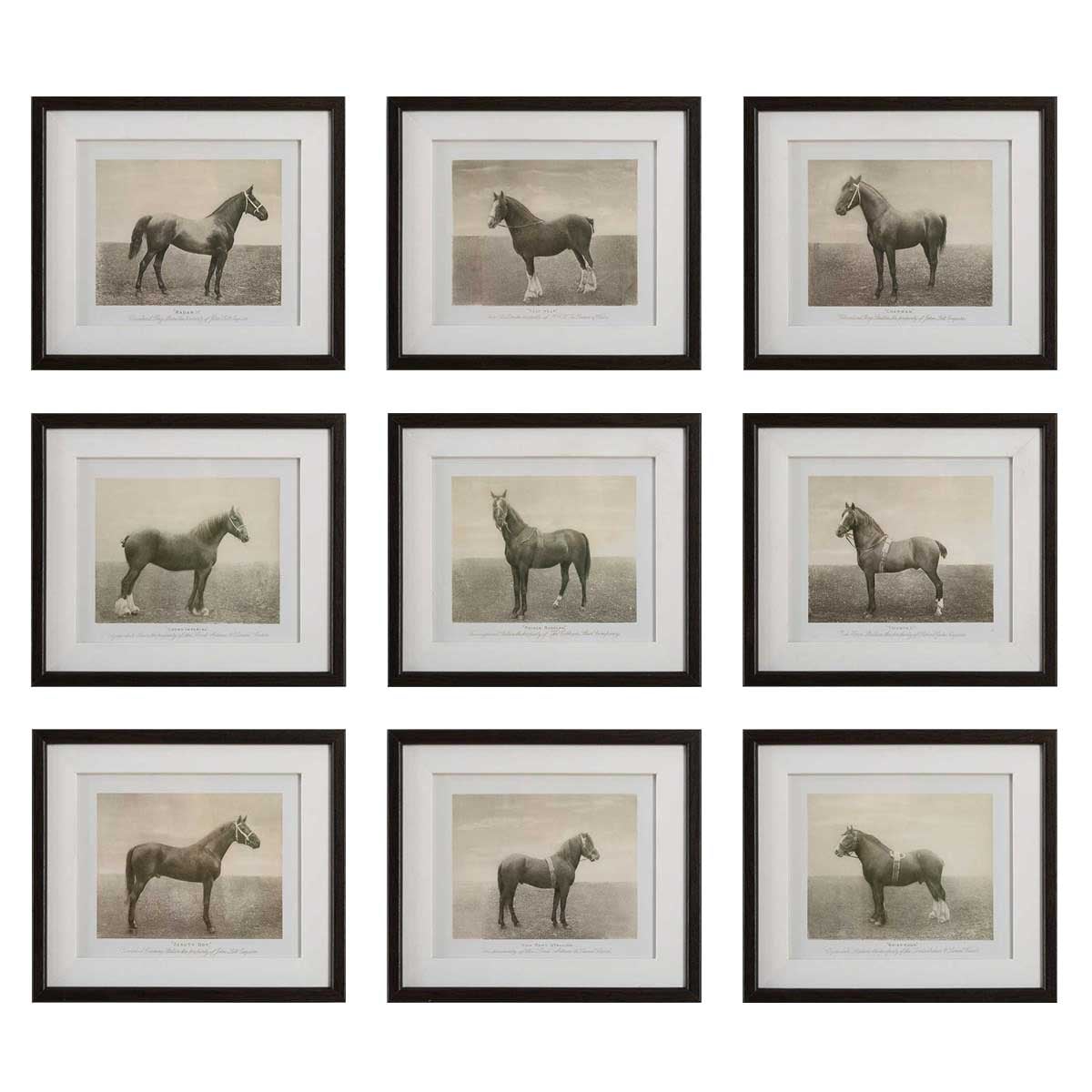 Equine Dynasty Framed Prints, Set of 9