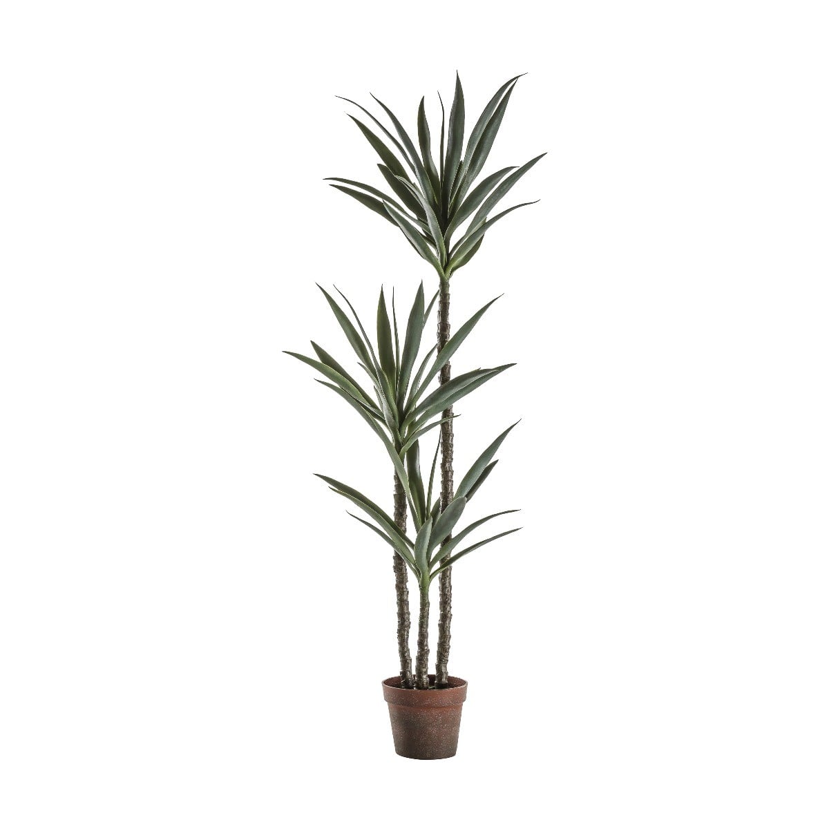 Yucca Tree in Pot H.150cm