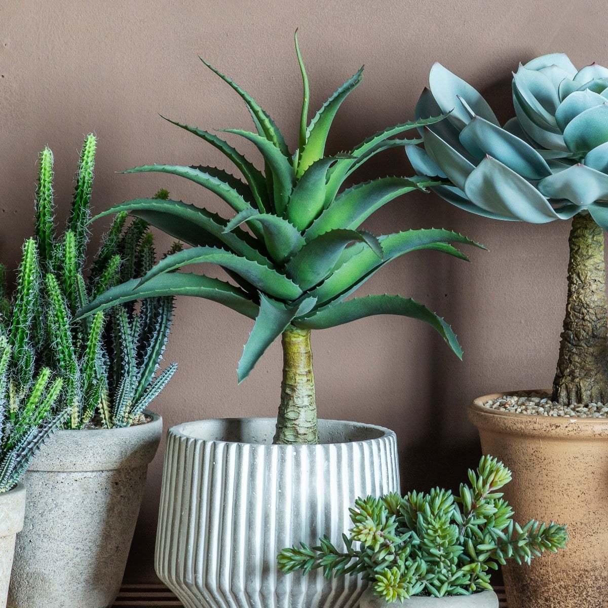 Potted Agave H.57cm