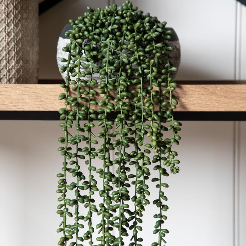 String of Pearls in Soil