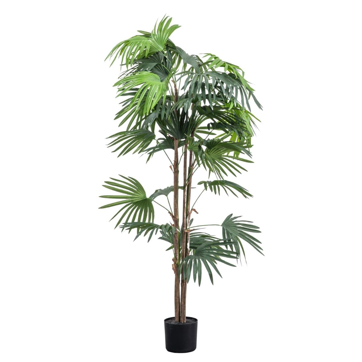 Chinese Fan Palm Large