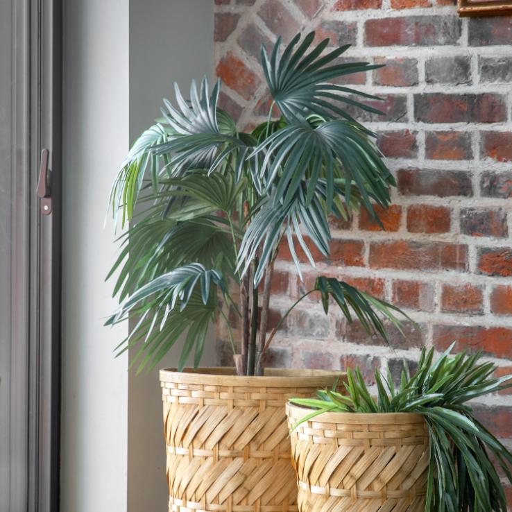 Chinese Fan Palm Small