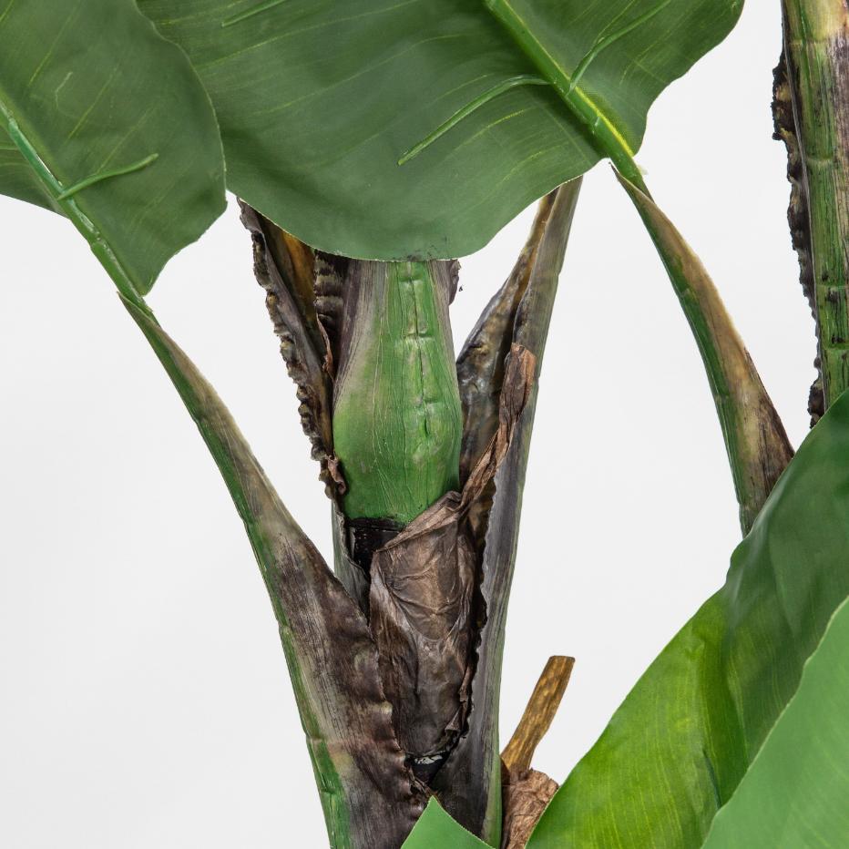 Banana Palm Large