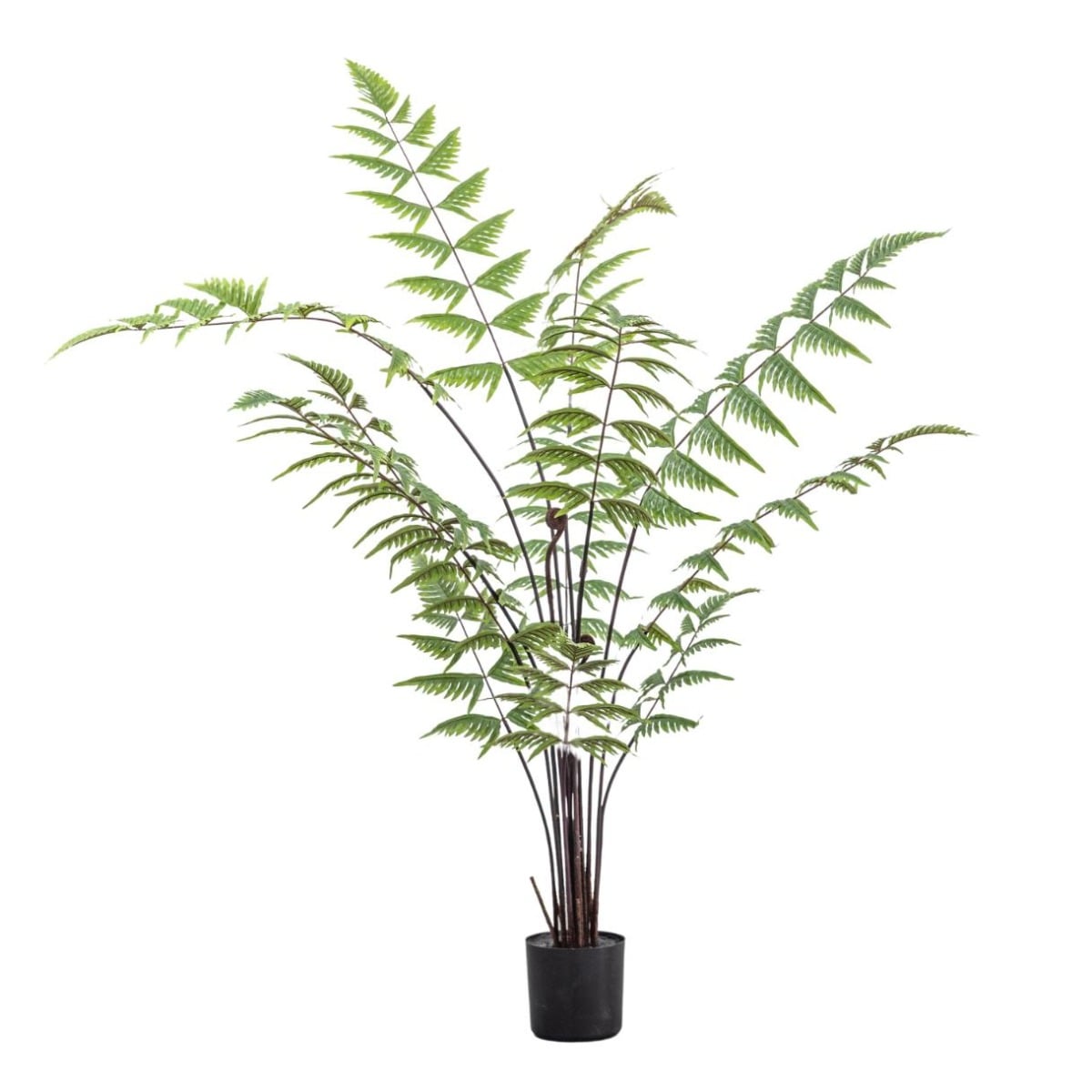 Butterfly Fern Small