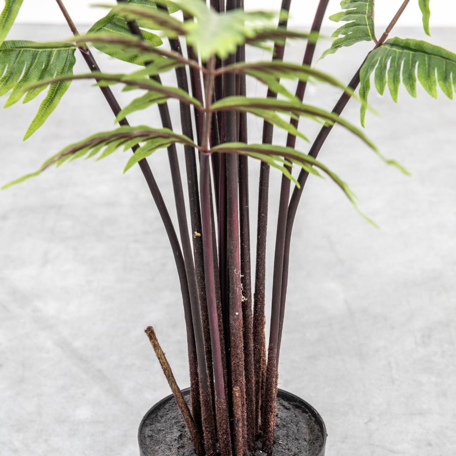 Butterfly Fern Small