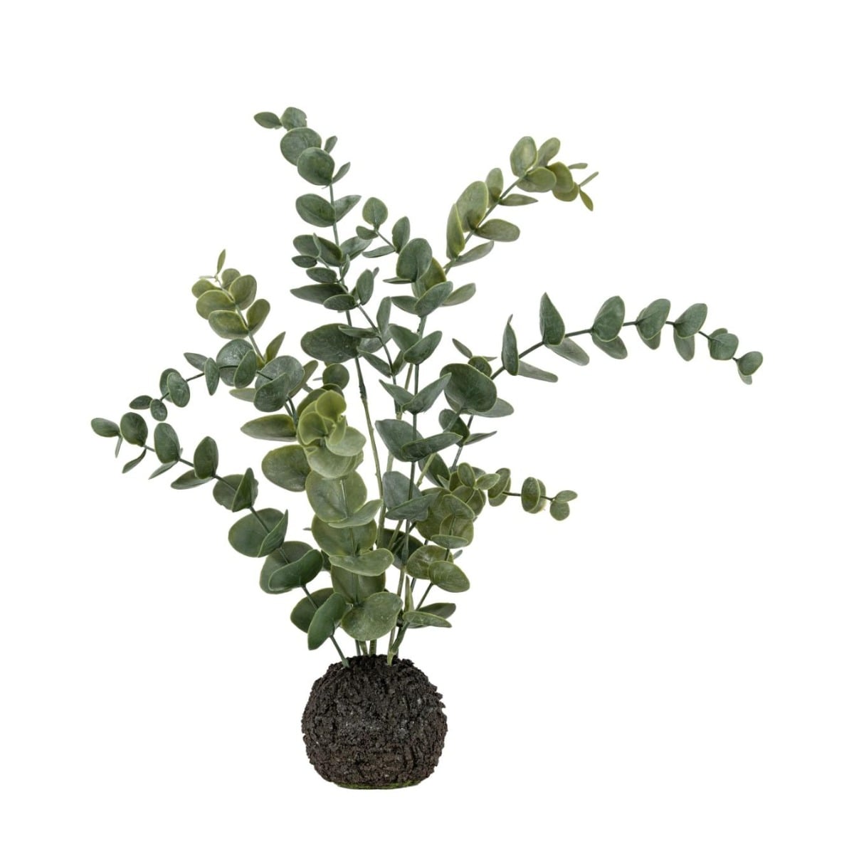 Eucalyptus in Soil Dusky Green Small