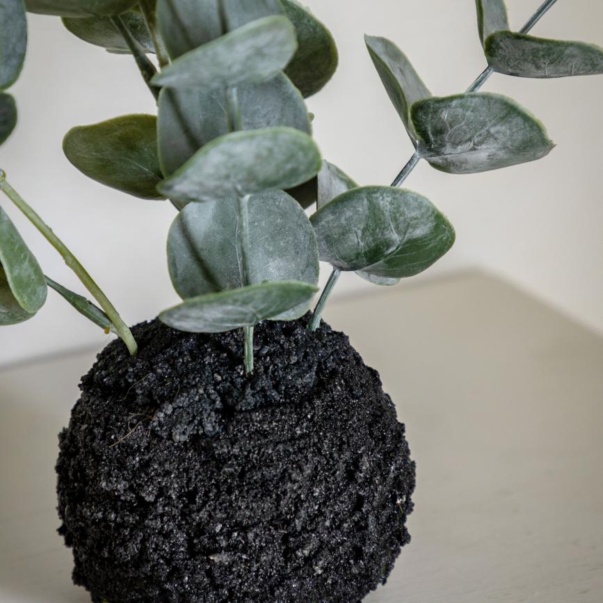 Eucalyptus in Soil Dusky Green Small