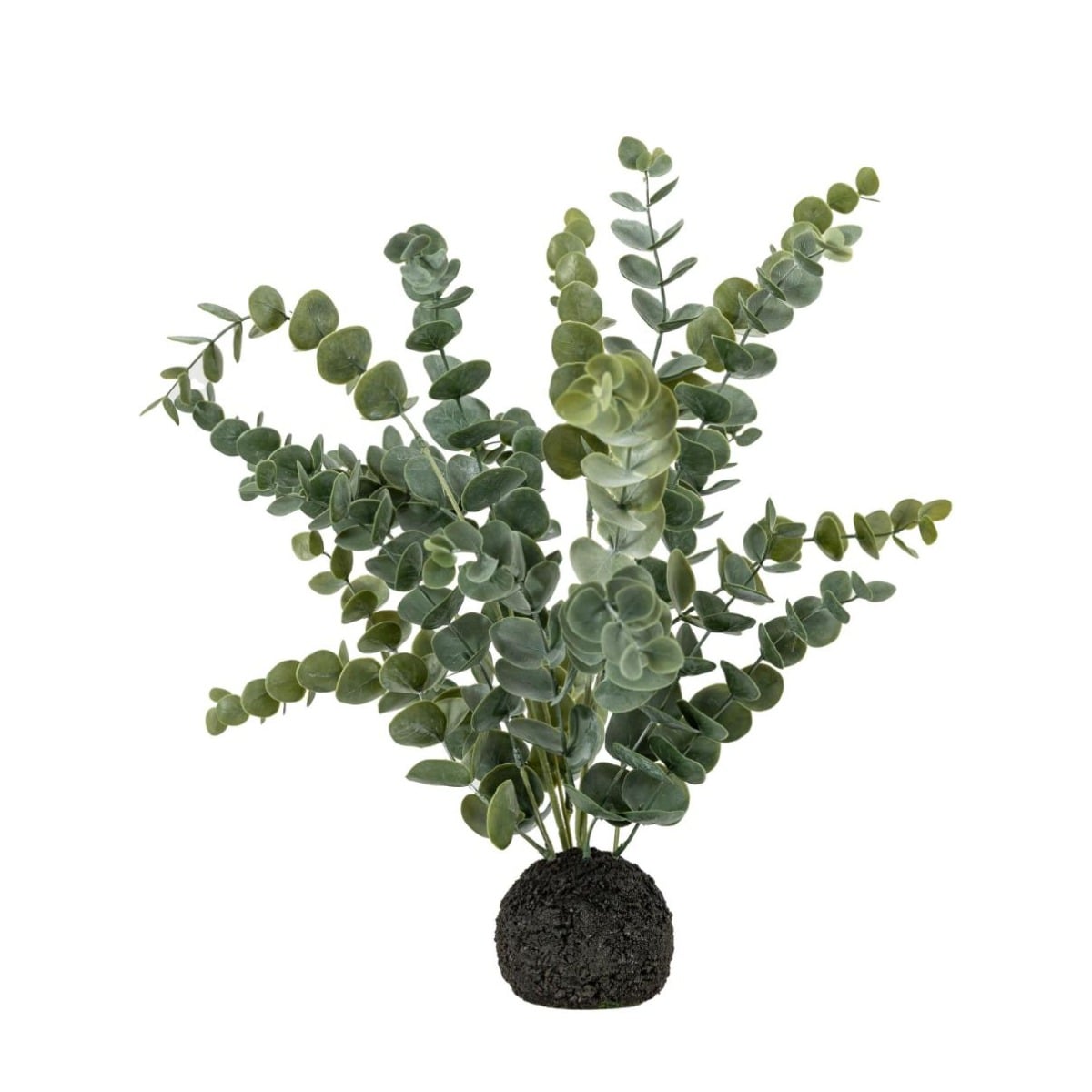 Eucalyptus in Soil Grey Green Large