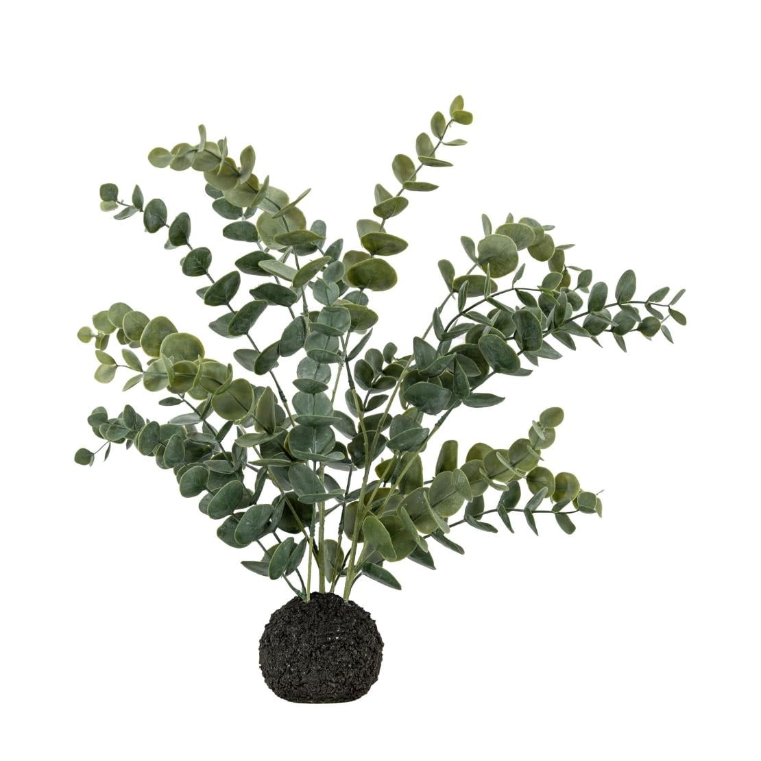 Eucalyptus in Soil Grey Green Large