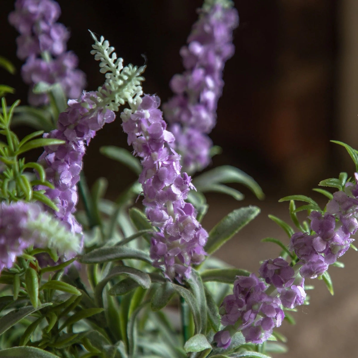 Potted Rustic Lilac Lavender
