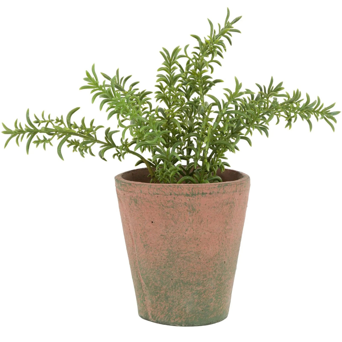 Potted Rosemary in Terracotta