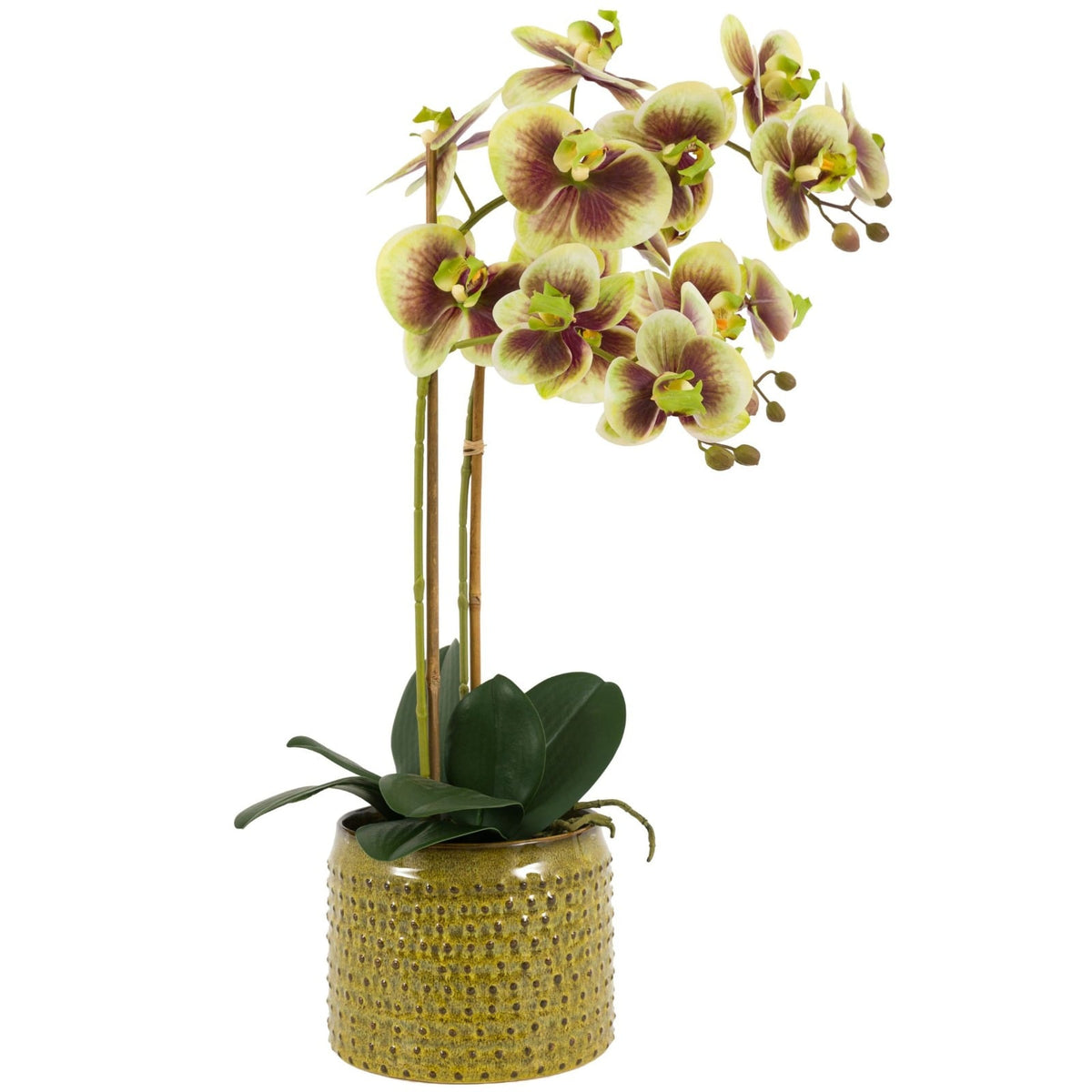 Orchid in Moss Ceramic Dot Pot - Large